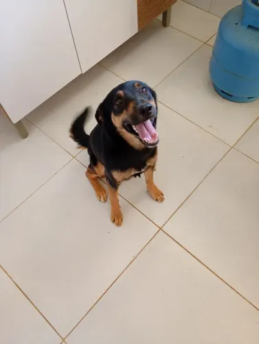 Cachorro para doação