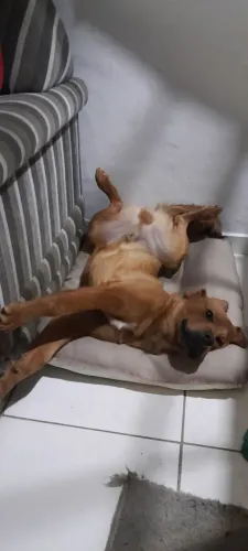 Estou doando esse cachorro 