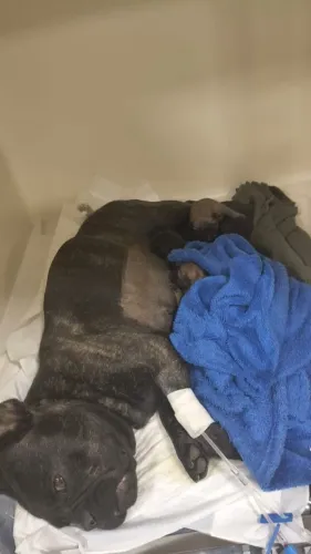 buldogue francês