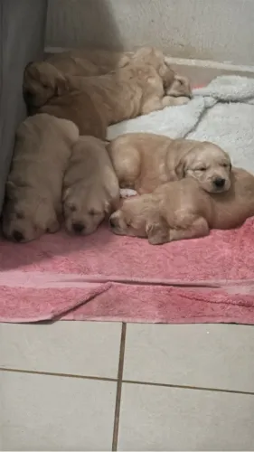 Goldens
