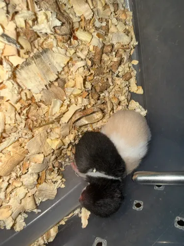 Hamster filhotes