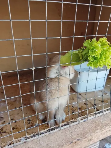 MINI COELHO
