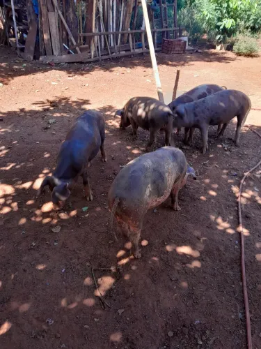 Vendo leitoes caipira 