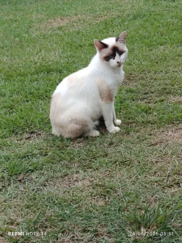 Gato