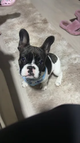 Bull Dog francês 5 meses ensinado e todas vacinas tomadas 