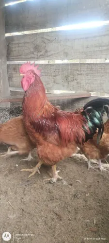 Galo caipira melhorado