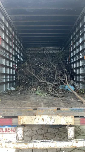 podador de árvore limpeza e remoção de entulhos 