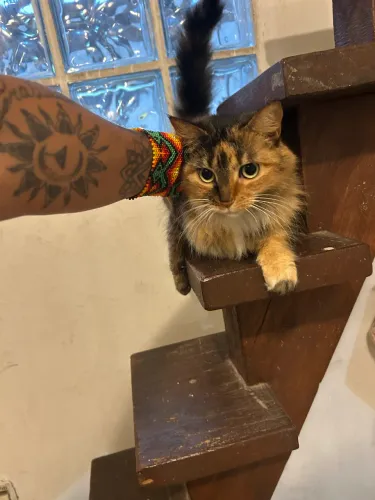 Gatos
