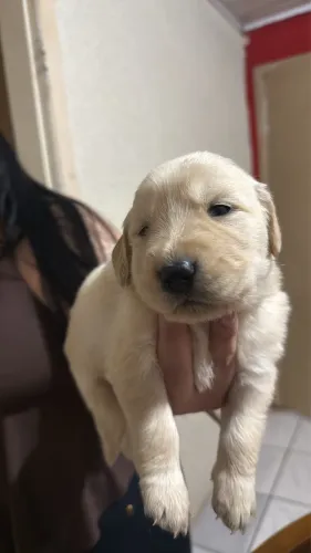 Cachorro golden retriever