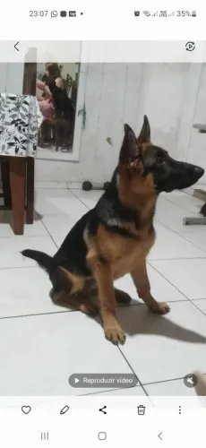 FILHOTE DE PASTOR ALEMÃO CAPA PRETA