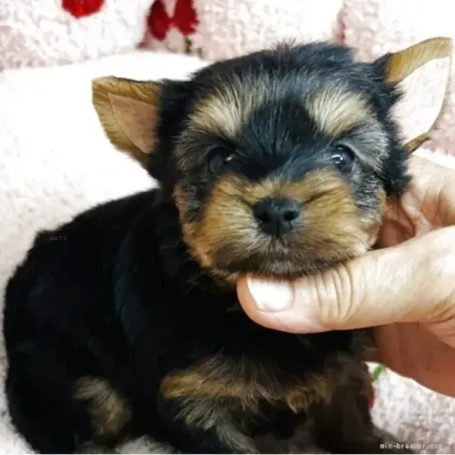 Cachorro filhote ativo e brincalhão Yorkshire/York