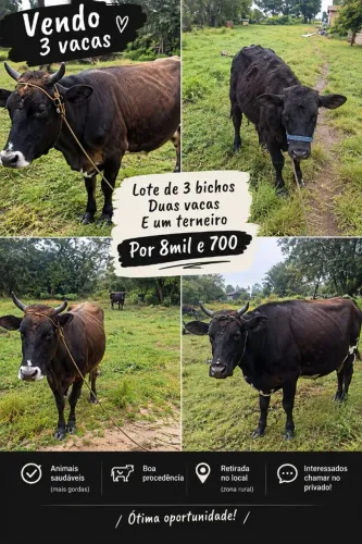 Vende-se vacas