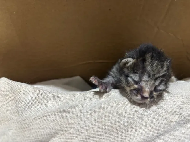 Doação de gatinhos