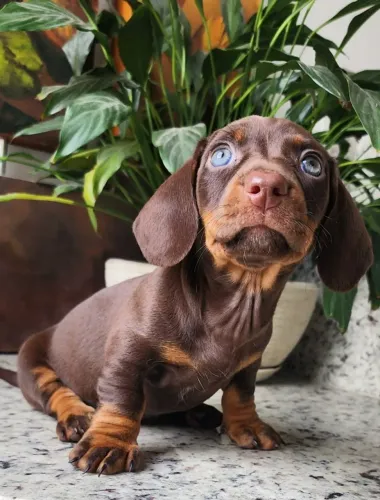 Teckel/Dachshund O Verdadeiro Salsicha com Disponível.