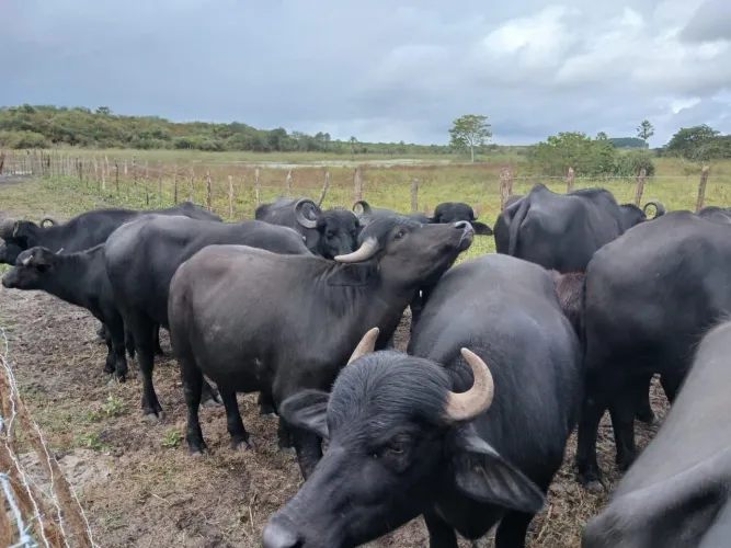 Búfalos a venda