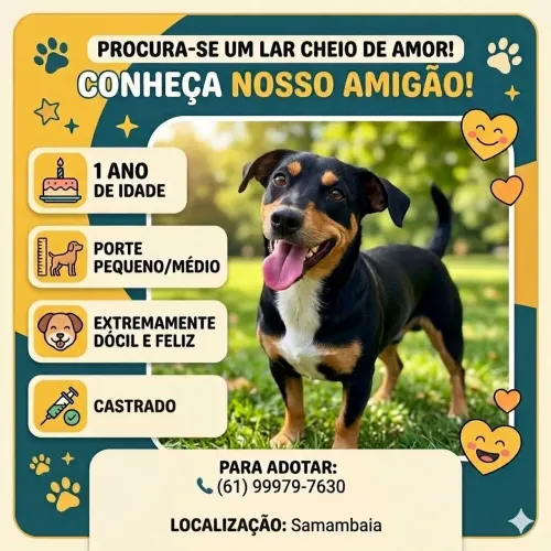 Adoção cachorro macho