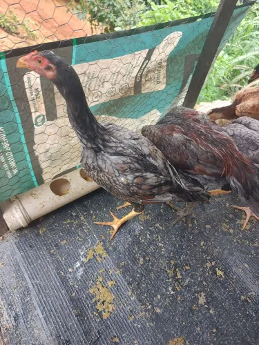 Galo de raça 