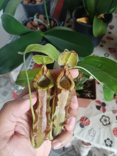 Planta carnívora Nepenthes