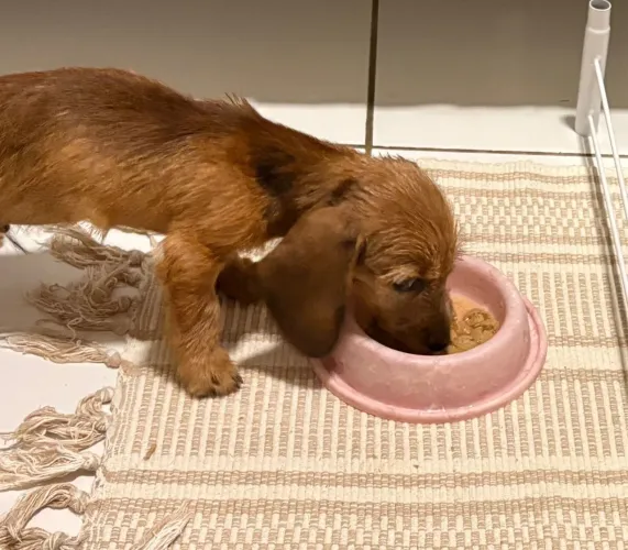 Salsicha Basset Pelo médio 