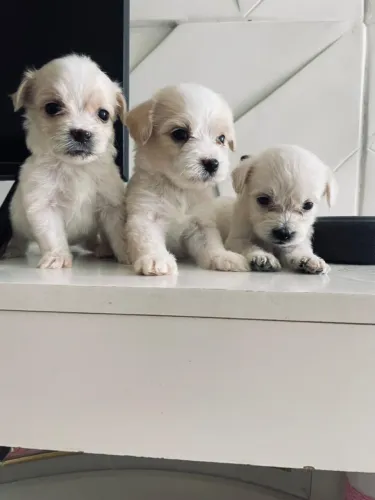 Poodle toy machinhos