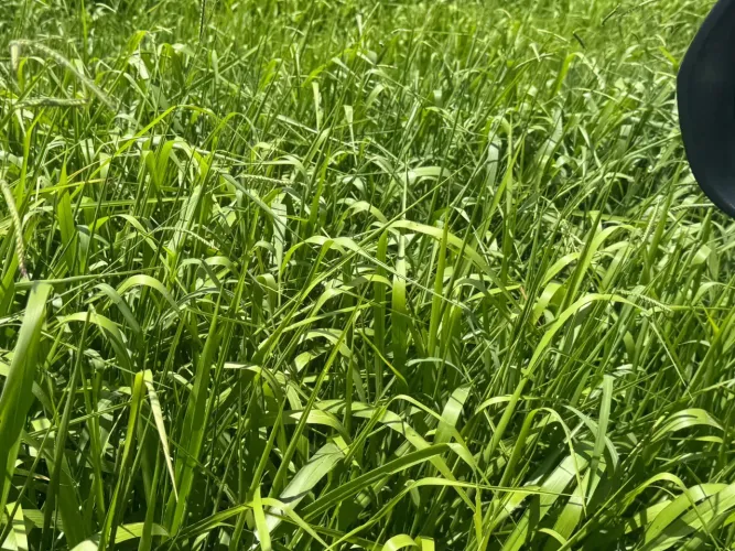 Vendo Fazenda porteira fechada