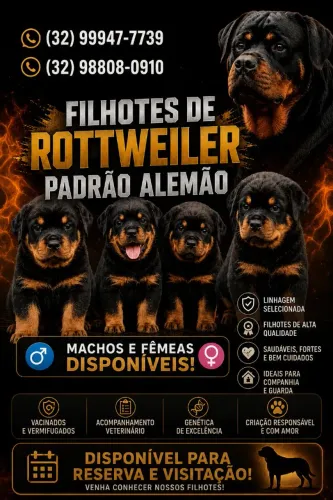 Filhotes de Rottweiler Padrão alemão (Reservas disponíveis!!)