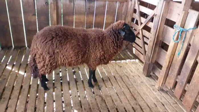 Carneiro crioulo 25/26