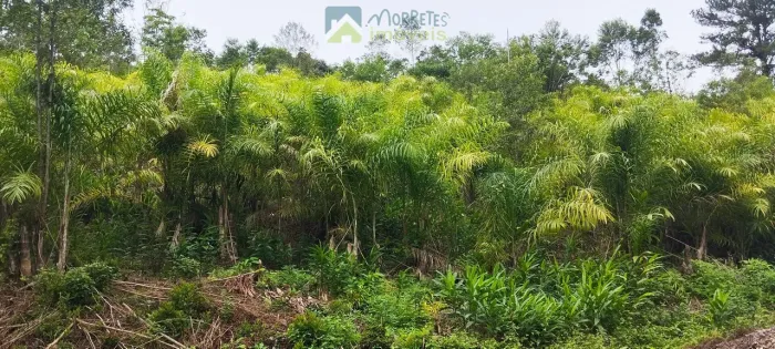 Fazenda Cabloca - 30mil pés de pupunha.