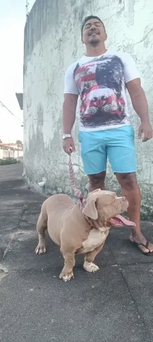 American Bully macho disponível para cruza  (inseminação)