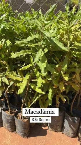 Muda de Macadâmia