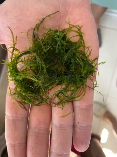 Musgo de Java para aquário 