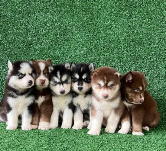 Husky Siberiano trabalhamos com mais de 20 raças.