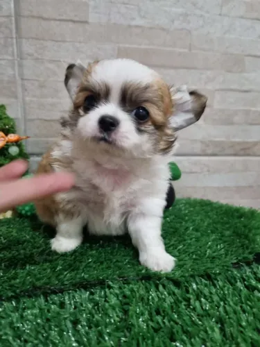 CHIHUAHUA machinho com 45 dias de vida.