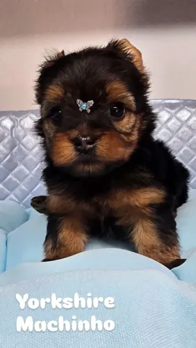 Filhote de Yorkshire Machinho - Encantador!