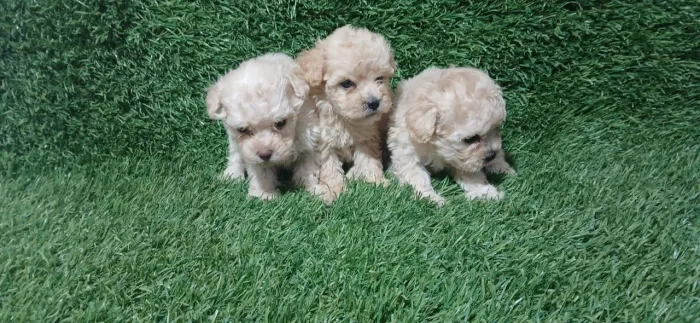Poodle Miniatura Toy Machinho lindo venda 