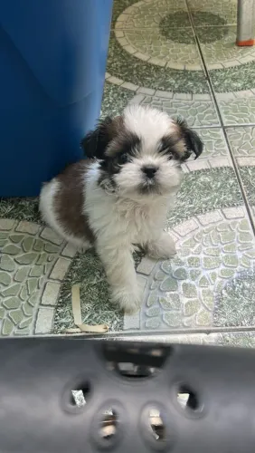 Filhote shih tzu, Escolha seu companheiro para a vida toda!