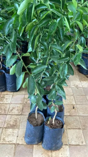 Laranja Pera