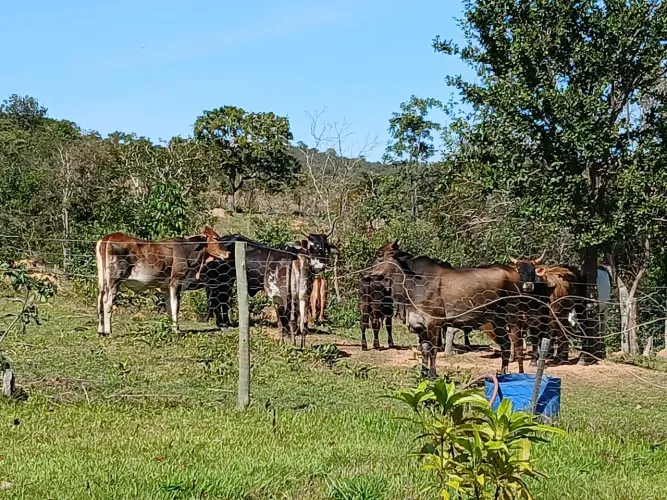 Plantel bovino para leite, Touro Sindi Leiteiro e cavalos de tr