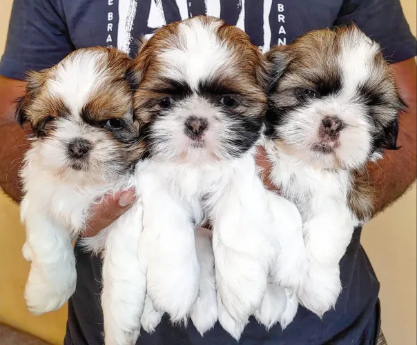 Filhotes Shih Tzu Tricolores - Lindos e Saudáveis!