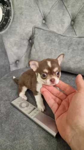 Chihuahua Lealdade e Personalidade Únicas!
