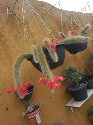 VENDO LINDAS MUDAS DE RABOS DE MACACO 