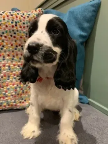 Cocker Spaniel dourado com pedigree