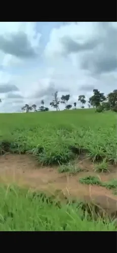 Faz Plantando 9 anos beira do asfalto