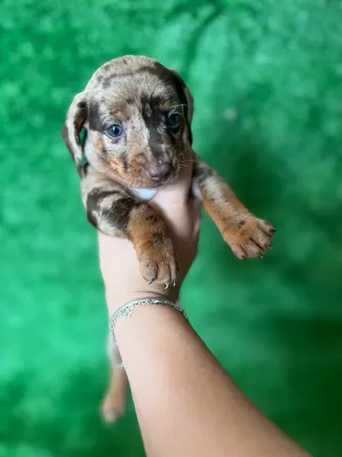 Basset Teckel Arlequim Disponível