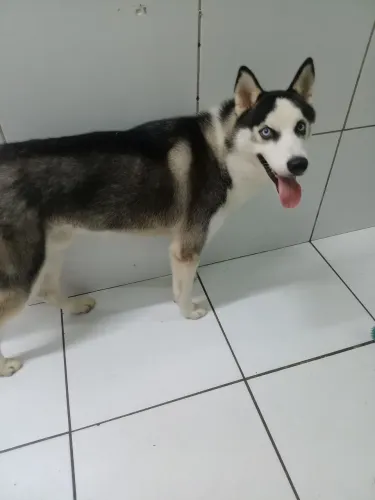 Filhote de husky siberiano 