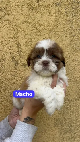 shih tzu lindos filhotes com garantia