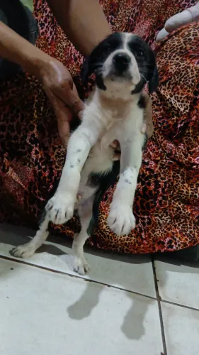 Um cachorro macho