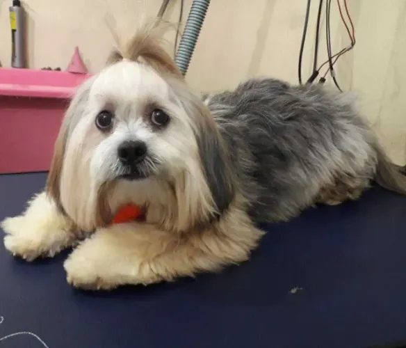 doação lhasa apso 1 ano
