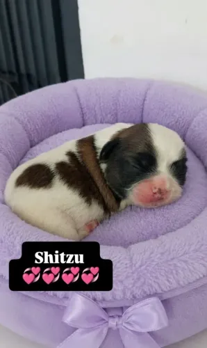 Vendo lindas filhotes de Shitzu.