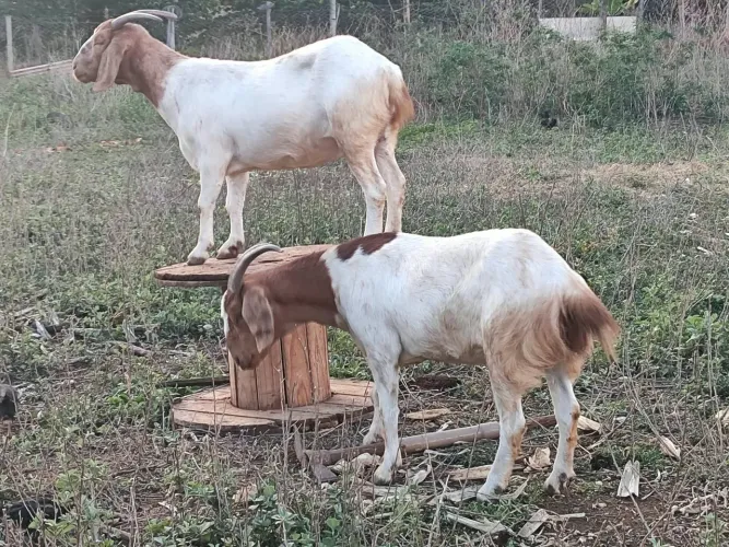 Cabra Boêr Pura 